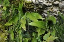 Hirschzunge - Phyllitis scolopendrium * 1182 x 785 * (396KB)
